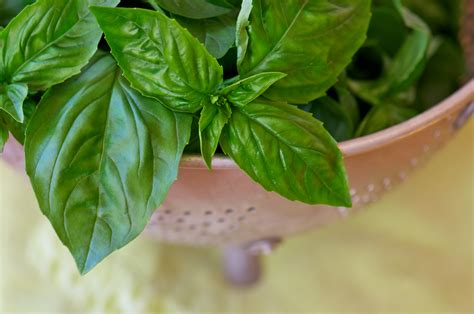 laurel leaves in tagalog|Translate laurel leaves in tagalog in Tagalog in context .